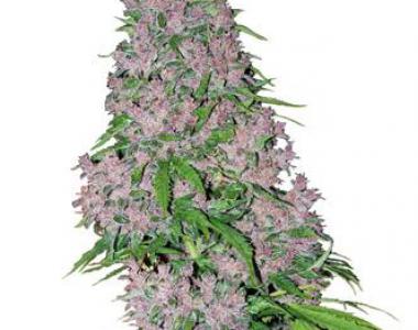White Label Seeds - Purple Bud cannabis seed