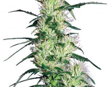 White Label Seeds - Purple Haze cannabis seed