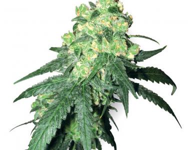 White Label Seeds - Rhino cannabis seed