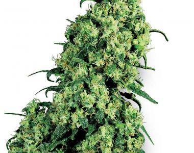 White Label Seeds - Skunk #1 cannabis seed