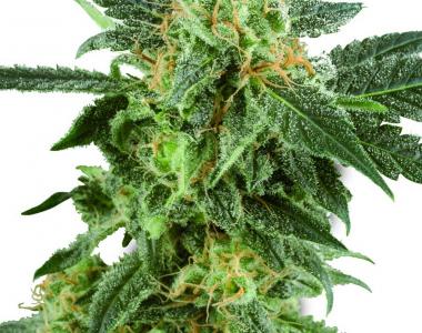 White Label Seeds - Snow Ryder Auto cannabis seed