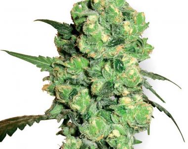 White Label Seeds - Super Skunk cannabis seed