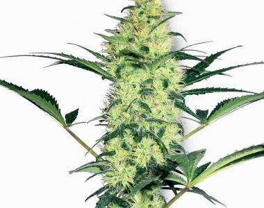 White Label Seeds - White Diesel cannabis seed