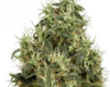 White Label Seeds - White Gold cannabis seed