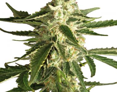 White Label Seeds - White Haze Auto cannabis seed