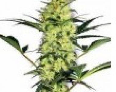 White Label Seeds - White Haze cannabis seed