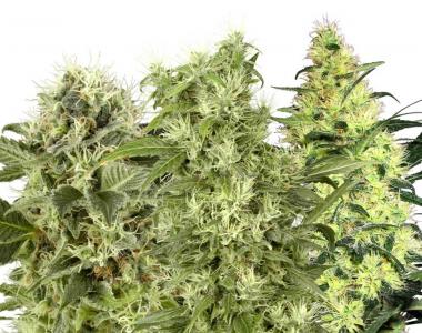 White Label Seeds - White Label Female Mix cannabis seed