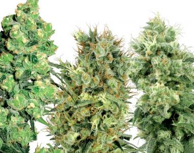 White Label Seeds - White Label Mixed Seeds cannabis seed
