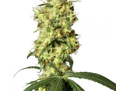 White Label Seeds - White Widow Automatic cannabis seed