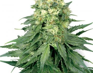 White Label Seeds - White Widow cannabis seed