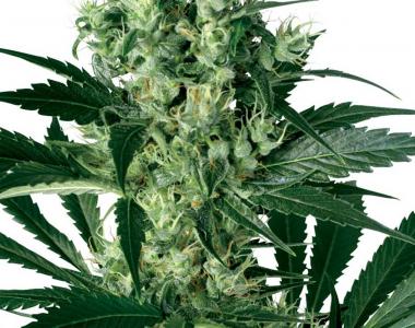 White Label Seeds - X Haze cannabis seed