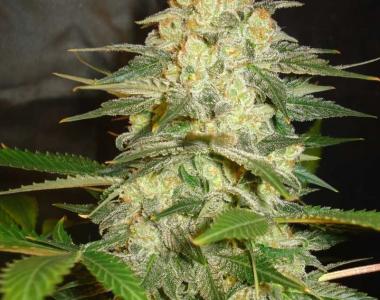 World of Seeds - Afgan Kush Ryder Auto cannabis seed