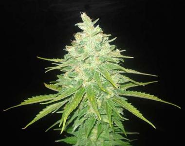 World of Seeds - Afgan Kush x Black Domina cannabis seed