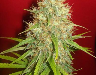 World of Seeds - Afgan Kush x Skunk cannabis seed
