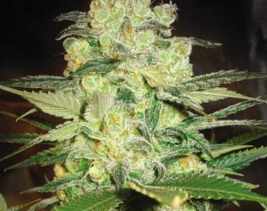 World of Seeds - Afgan Kush x White Widow cannabis seed