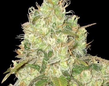 World of Seeds - Afgan Kush x Yumbolt cannabis seed