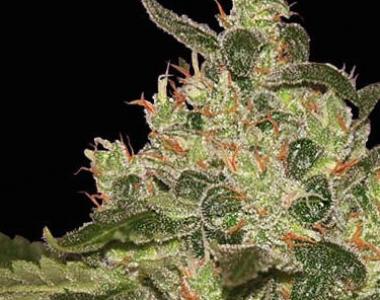 World of Seeds - Afghan Kush cannabis seed