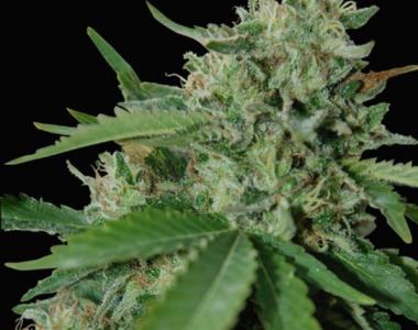 World of Seeds - Brazil Amazonia cannabis seed