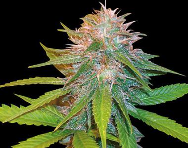 World of Seeds - Chronic Haze cannabis seed