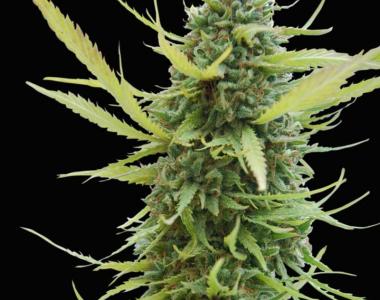 World of Seeds - Columbian Gold cannabis seed