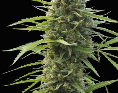 World of Seeds - Kilimanjaro cannabis seed