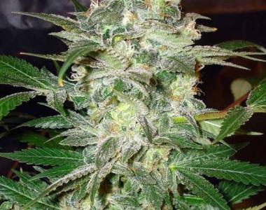 World of Seeds - Mazar Kush cannabis seed