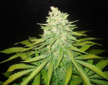 World of Seeds - Mazar x Great White Shark cannabis seed