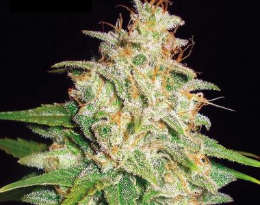 World of Seeds - Mazar x White Rhino cannabis seed