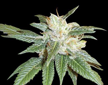 World of Seeds - New York 47 cannabis seed