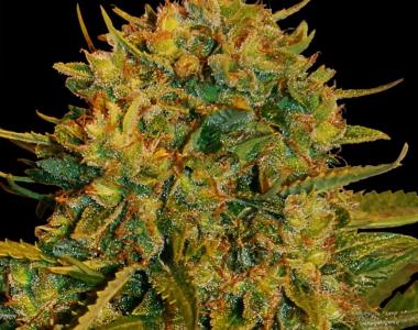 World of Seeds - Northern Light x Big Bud Ryder Auto cannabis seed