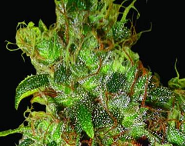 World of Seeds - Northern Light x Skunk cannabis seed
