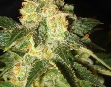 World of Seeds - Pakistan Ryder Auto cannabis seed