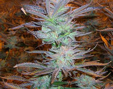 World of Seeds - Pakistan Valley cannabis seed