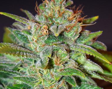 World of Seeds - Skunk 47 cannabis seed