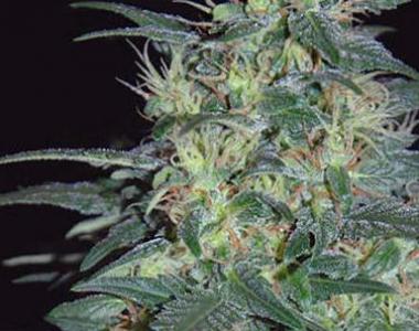 World of Seeds - South African Kwazulu cannabis seed