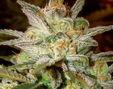 World of Seeds - Star 47 cannabis seed