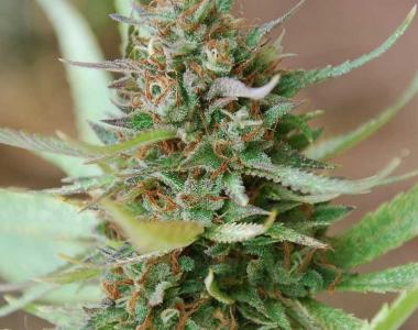 World of Seeds - Strawberry Blue cannabis seed
