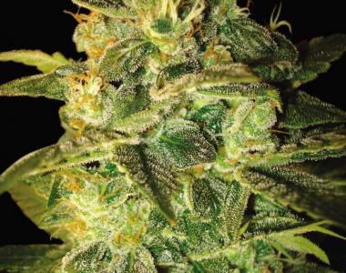 World of Seeds - Sugar Mango Ryder Auto cannabis seed