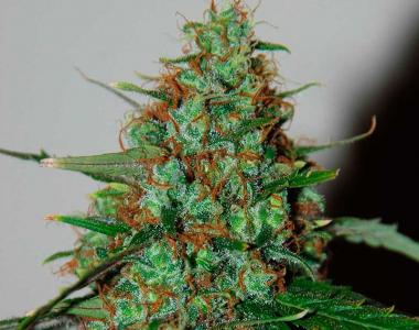 World of Seeds - Wild Thailand Ryder cannabis seed