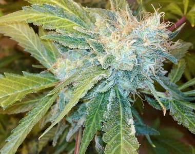 World of Seeds - Yumbolt 47 cannabis seed