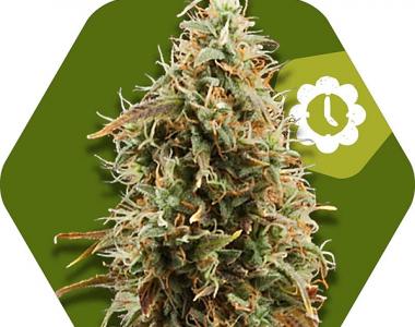 Zambeza Seeds - Green AK XL Auto cannabis seed