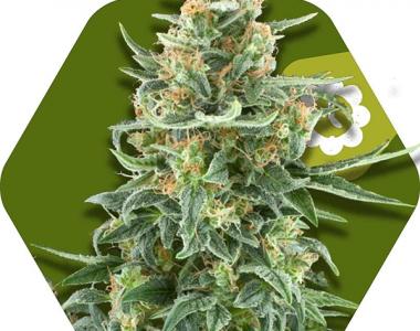 Zambeza Seeds - Little Dwarf Auto cannabis seed