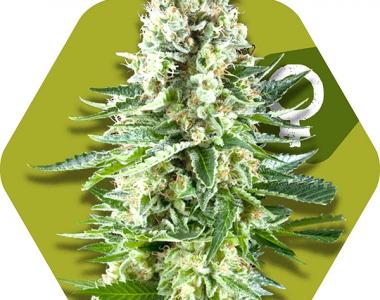 Zambeza Seeds - White Widow XL cannabis seed